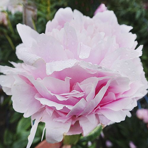 Peony Pillow Talk - Peony Plants from Holland - Peonita