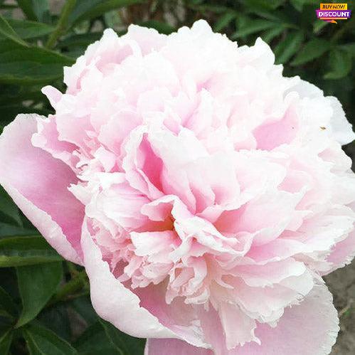 Peony Pink Pearl - Peony Plants from Holland - Peonita