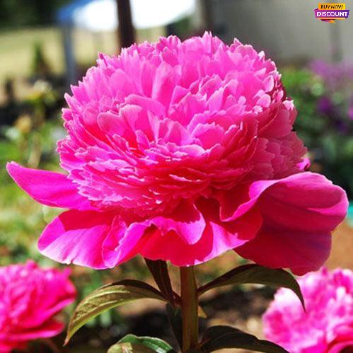 Peony Pink Pom Pom - Peony Plants from Holland - Peonita