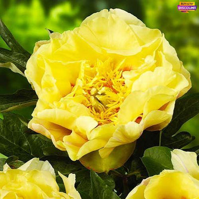 Peony Prairie Charm (Itoh)