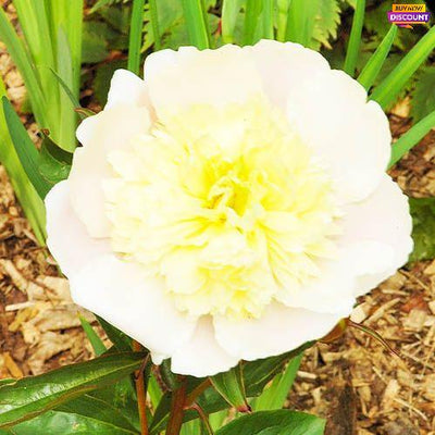 Peony Primevere