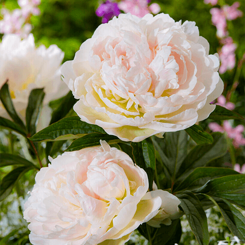 Peony Puffed Cotton - Peony Plants from Holland - Peonita
