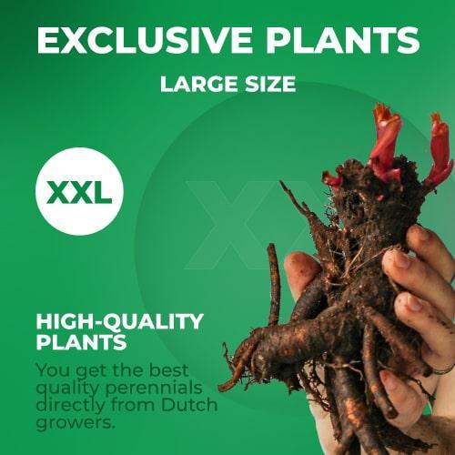 Peony Red Champion (Herbaceous) - Peony Plants from Holland - Peonita