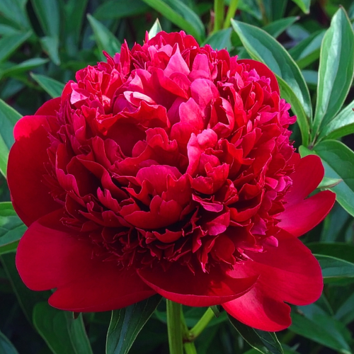 Peony Red Champion (Herbaceous) - Peony Plants from Holland - Peonita