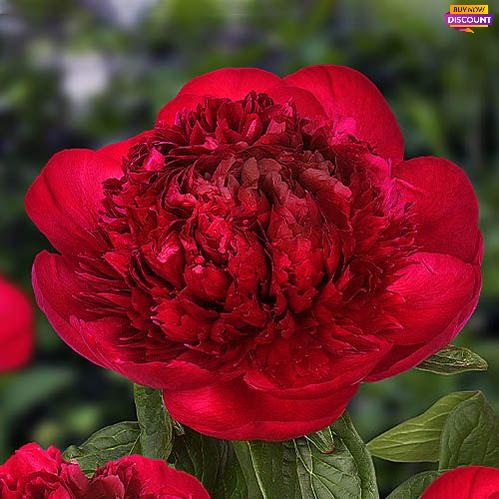 Peony Red Charm (Bomb) - Peony Plants from Holland - Peonita