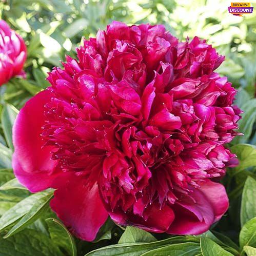 Peony Red Charm (Bomb) - Peony Plants from Holland - Peonita