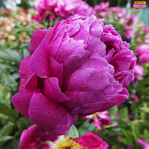 Peony Red Sarah Bernhardt - Peony Plants from Holland - Peonita