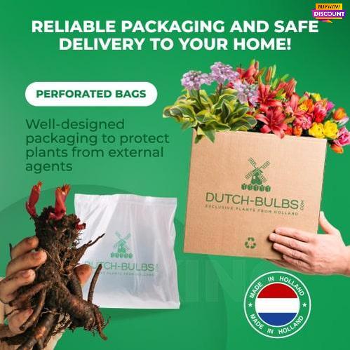 Peony Red Sarah Bernhardt - Peony Plants from Holland - Peonita