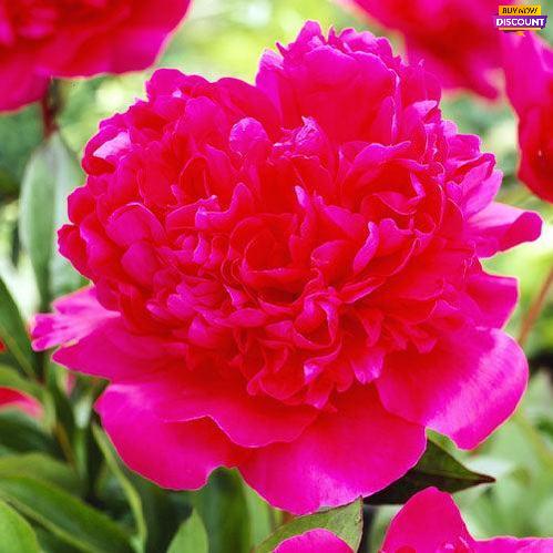 Peony Renato - Peony Plants from Holland - Peonita