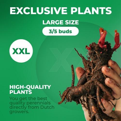 Peony Ruffled Sunset - Peony Plants from Holland - Peonita