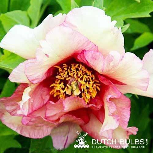 Peony Ruffled Sunset - Peony Plants from Holland - Peonita