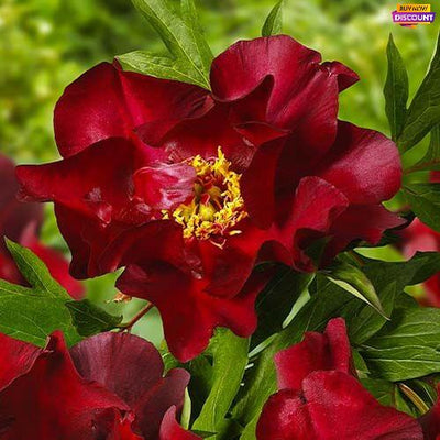 Pivoňka Scarlet Heaven (Itoh)