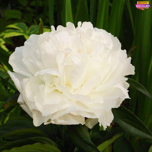 Peony Shirley Temple - Peony Plants from Holland - Peonita