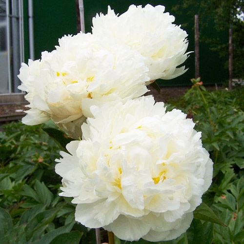 Peony Snow Mountain - Peony Plants from Holland - Peonita