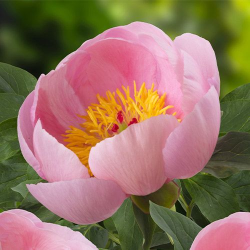 Peony Soft Salmon Saucer - Peony Plants from Holland - Peonita
