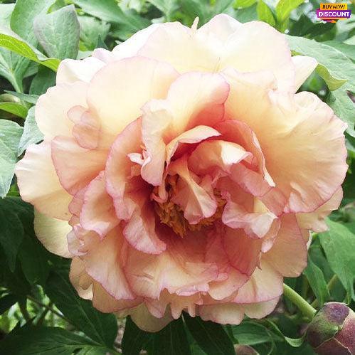 Peony Sunrise - Peony Plants from Holland - Peonita