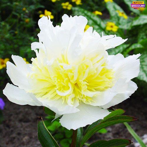 Peony Top Brass - Peony Plants from Holland - Peonita