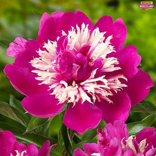 Peony Top Hat - Peony Plants from Holland - Peonita