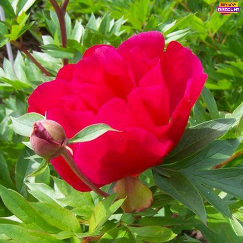 Peony Unique (ITOH ) - Peony Plants from Holland - Peonita