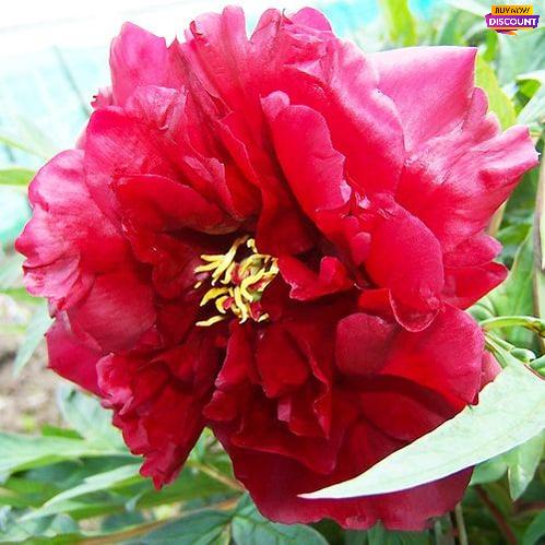 Peony Vesuvian - Peony Plants from Holland - Peonita
