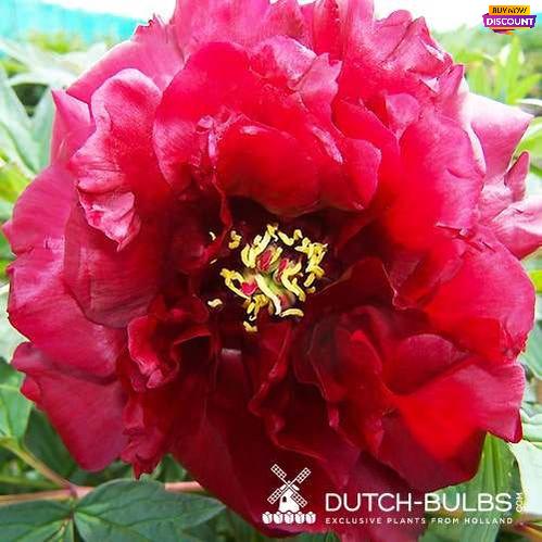 Peony Vesuvian - Peony Plants from Holland - Peonita