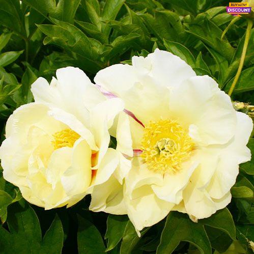 Peony Viking Full Moon (ITOH ) - Peony Plants from Holland - Peonita