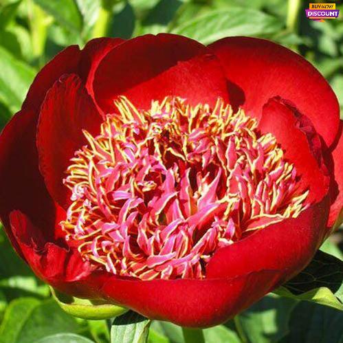 Peony Walter Mainz - Peony Plants from Holland - Peonita