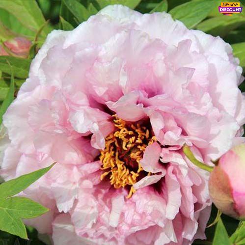Peony Waucedah Princess - Peony Plants from Holland - Peonita