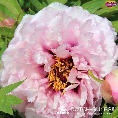 Peony Waucedah Princess - Peony Plants from Holland - Peonita