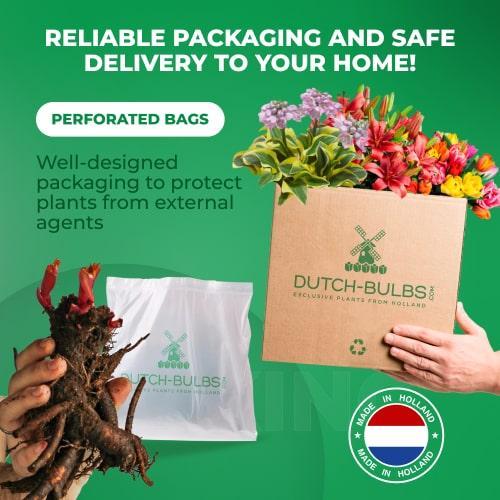 Peony White Lullebay (Herbaceous) - Peony Plants from Holland - Peonita