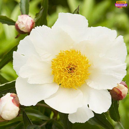 Peony White Wings - Peony Plants from Holland - Peonita