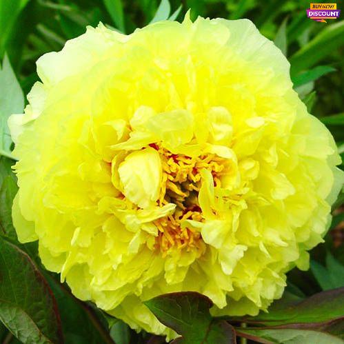 Peony Yellow Crown (ITOH ) - Peony Plants from Holland - Peonita