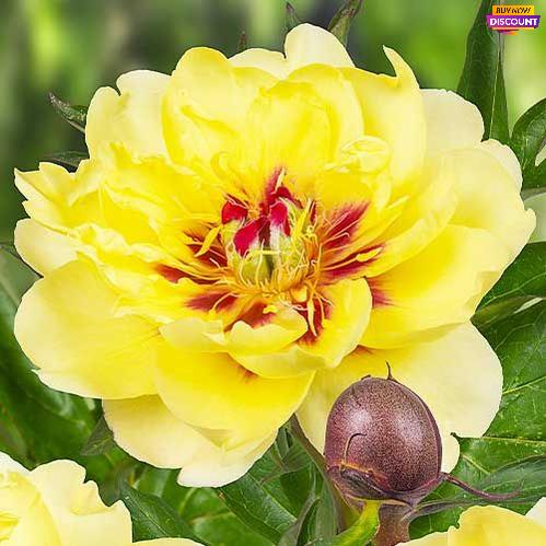 Peony Yellow Waterlily (ITOH ) - Peony Plants from Holland - Peonita