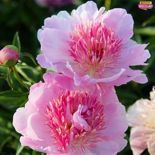 Peony Zhemchuzhna Rossyp - Peony Plants from Holland - Peonita