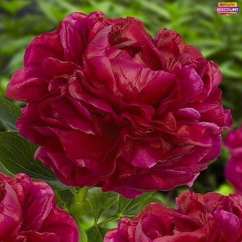 Peony Henry Bockstoce - Peony Plants from Holland - Peonita