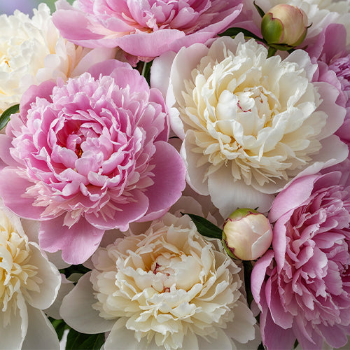10 Peonies That Look Just Like Roses