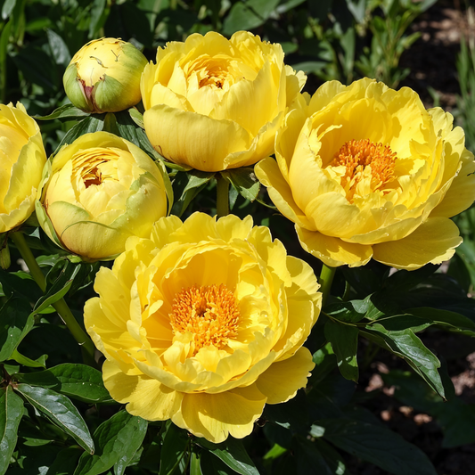 What Color Is Peony?