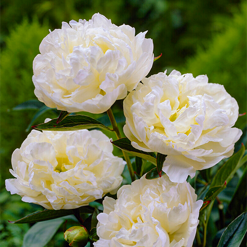 Herbaceous peonies - species and varieties - Peonita