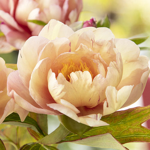 Features of ITOH peonies that every gardener should know - Peonita