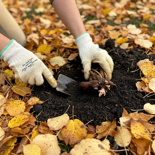 Autumn Planting – The Key to a Blooming Spring Garden