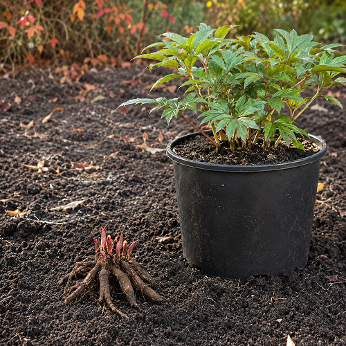 Why Do Professionals Always Choose Dormant Roots?