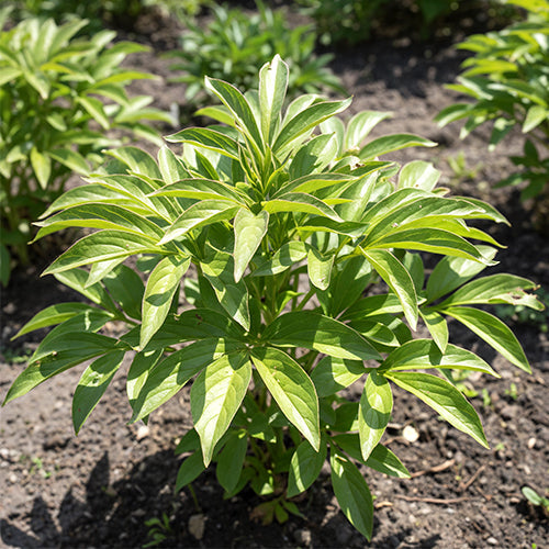 Delicate Touch: Protecting Peony Foliage from Spring Sunburn