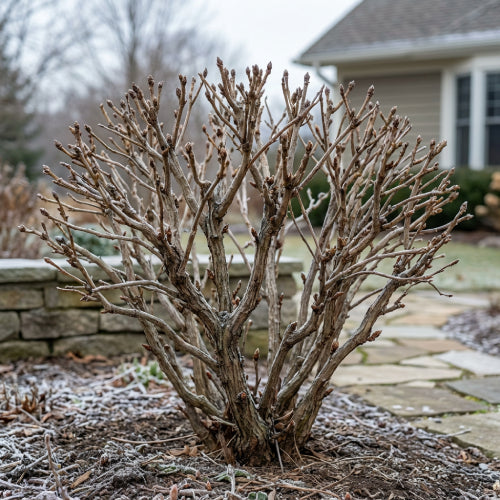 Tree Peony Pruning Secrets in Winter: Bud Protection