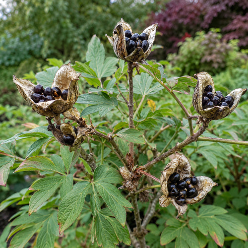 Harvesting and Immediate Sowing of Tree Peony Seeds