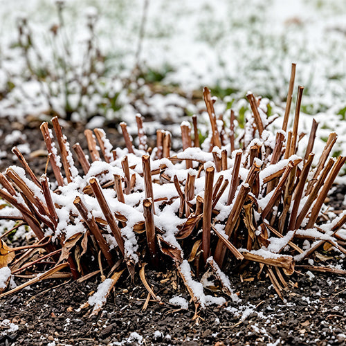 How February Weather Affects Next Summer's Peony Blooms