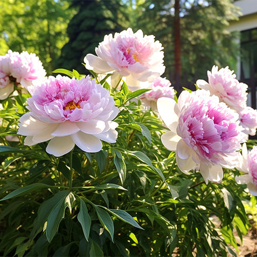 How Long Do Peonies Live? The Secret to Their Longevity