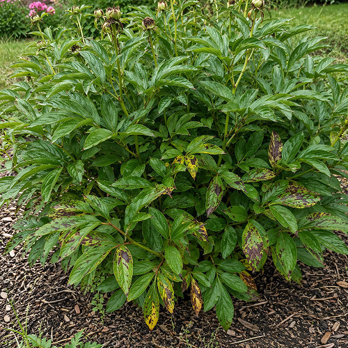 Prevention of Leaf Diseases After the Flowering Season