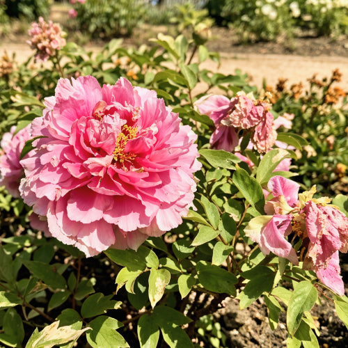 Saving Peonies from the Extreme Heat