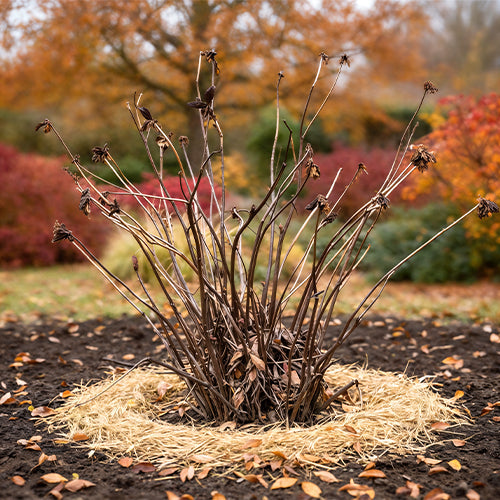 Mulch Guide: 5 Materials You Must NOT Use for Peonies in Winter
