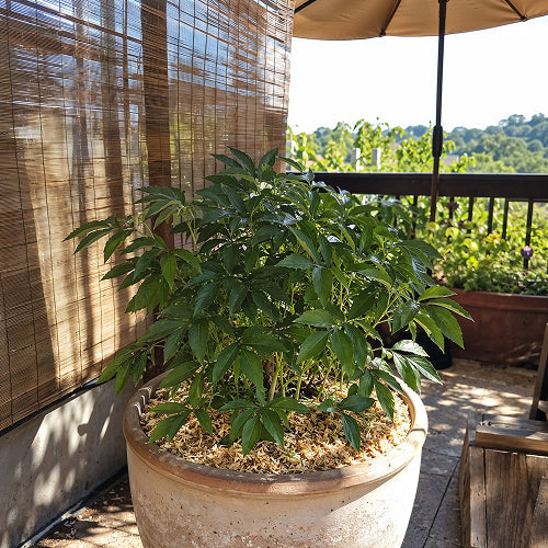 How to Protect Pot-Grown Peonies from the July Heat on the Terrace